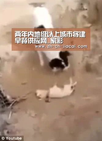 家彩